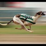 1xbet Köpek Yarışı